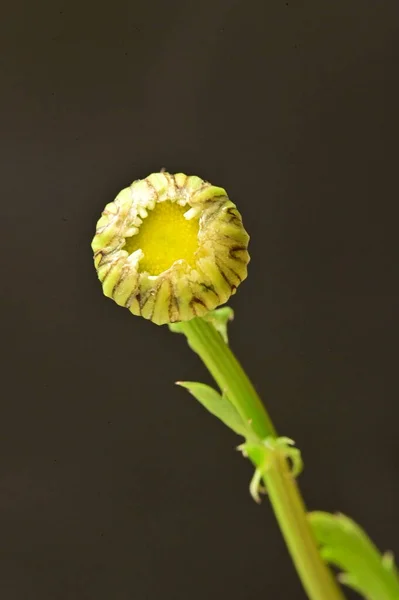 Schöne Blume Nahsicht Sommerkonzept — Stockfoto
