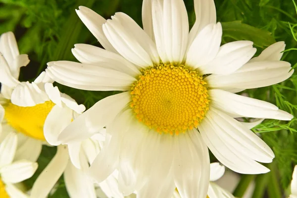 Όμορφα Λευκά Λουλούδια Μαργαρίτα Στον Κήπο — Φωτογραφία Αρχείου