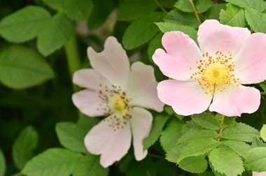 Güzel botanik fotoğrafı, doğal duvar kağıdı. Bahçedeki çiçekler 