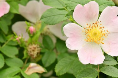 Bahçedeki güzel pembe çiçekler