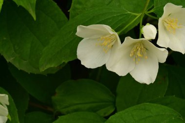 Bahçedeki güzel beyaz çiçekler