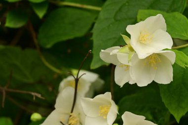 Bahçedeki güzel beyaz çiçekler
