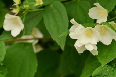 Bahçedeki güzel beyaz çiçekler