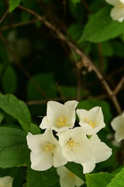 Bahçedeki güzel beyaz çiçekler