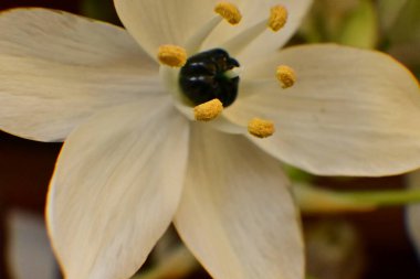 Bahçedeki güzel beyaz çiçekler