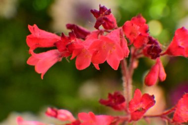 güzel kırmızı çiçekleri yakın çekim