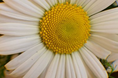 Güzel botanik fotoğrafı, doğal duvar kağıdı. Bahçedeki çiçek 