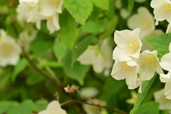 Hermosas Flores Blancas Jardín —  Fotos de Stock