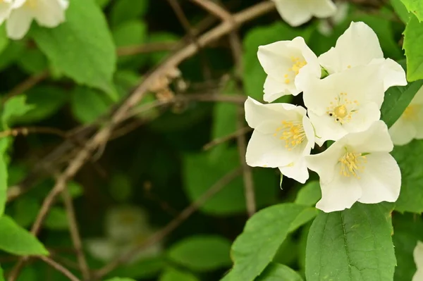 Hermosas Flores Blancas Jardín —  Fotos de Stock