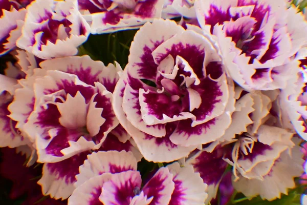 Красивий Ботанічний Знімок Природні Шпалери Квіти Саду — стокове фото