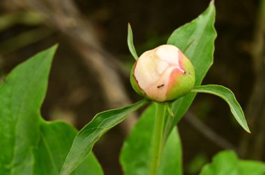 Güzel botanik fotoğrafı, doğal duvar kağıdı. Bahçedeki şakayık çiçeği 