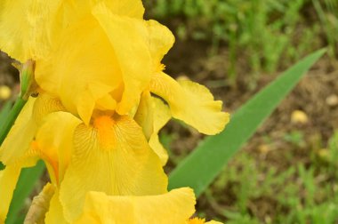 Bahçedeki güzel sarı süsen çiçekleri