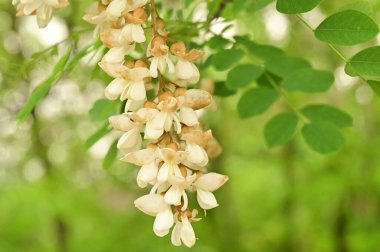 Bahçedeki güzel beyaz çiçekler