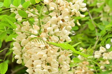 Bahçedeki güzel beyaz çiçekler