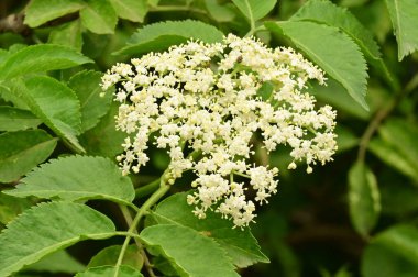 Bahçedeki güzel beyaz çiçekler