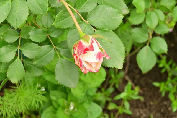 Vackra Rosa Ros Blommor Trädgården — Stockfoto