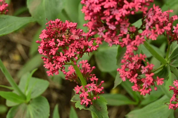 stock image beautiful pink flowers in the garden