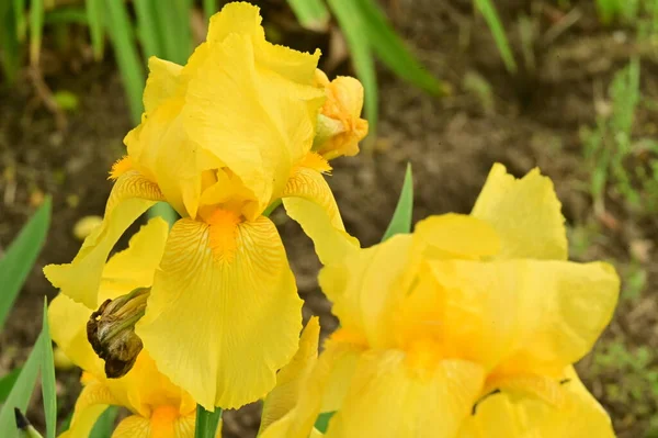Belles Fleurs Iris Jaune Dans Jardin — Photo