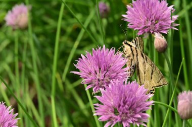 Bahçedeki mor çiçeklerin üzerinde oturan kelebek