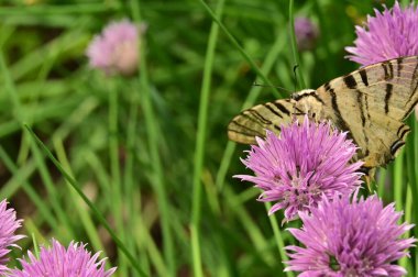 Bahçedeki mor çiçeklerin üzerinde oturan kelebek