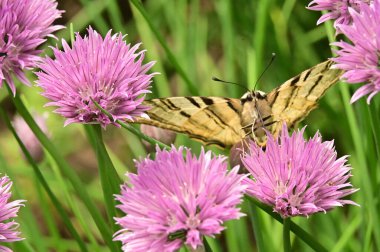 Bahçedeki mor çiçeklerin üzerinde oturan kelebek