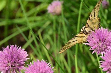 Bahçedeki mor çiçeklerin üzerinde oturan kelebek