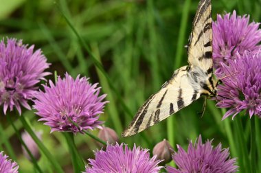 Bahçedeki mor çiçeklerin üzerinde oturan kelebek