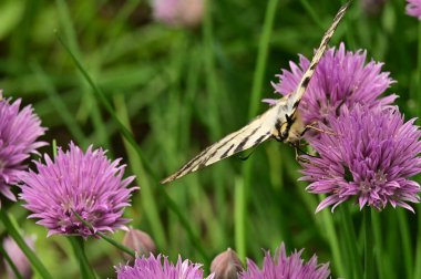 Bahçedeki mor çiçeklerin üzerinde oturan kelebek
