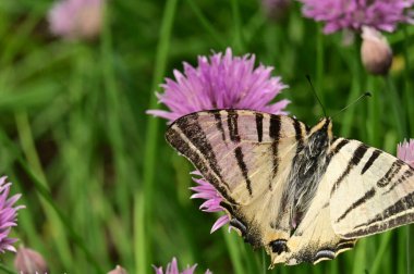Bahçedeki mor çiçeklerin üzerinde oturan kelebek