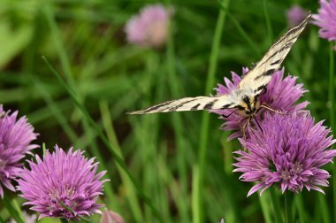 Bahçedeki mor çiçeklerin üzerinde oturan kelebek