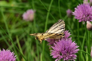 Bahçedeki mor çiçeklerin üzerinde oturan kelebek