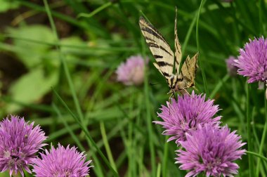 Bahçedeki mor çiçeklerin üzerinde oturan kelebek