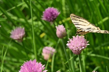 Bahçedeki mor çiçeklerin üzerinde oturan kelebek