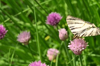 Bahçedeki mor çiçeklerin üzerinde oturan kelebek