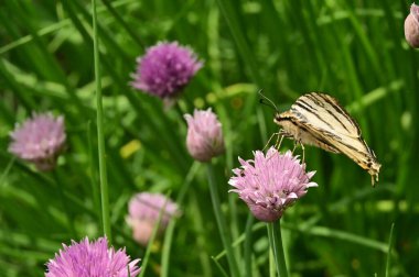 Bahçedeki mor çiçeklerin üzerinde oturan kelebek