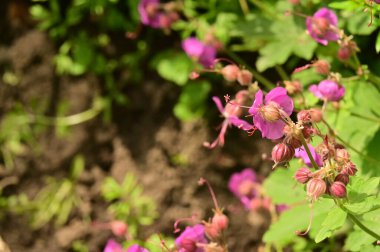 Bahçedeki güzel pembe çiçekler