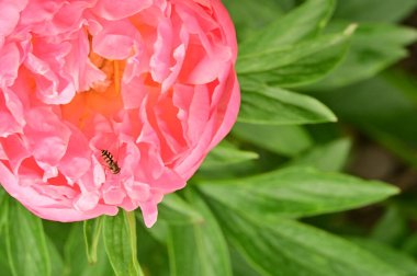 Bahçedeki güzel pembe şakayık çiçeğinin üzerindeki arı