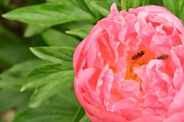 Bahçedeki güzel pembe şakayık çiçeğinin üzerindeki arılar