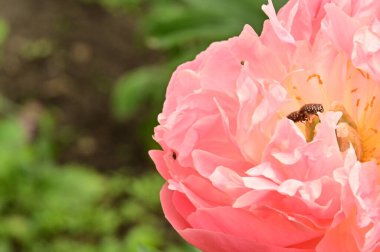 Bahçedeki güzel pembe şakayık çiçeğinin üzerindeki arı