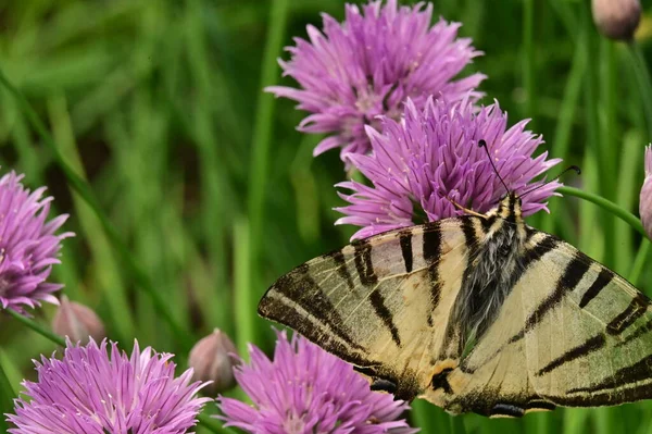 Bahçedeki mor çiçeklerin üzerinde oturan kelebek
