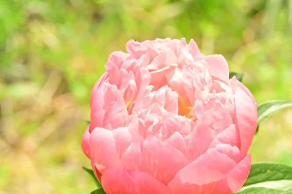 아름다운 분홍빛 장미가 정원에 — 스톡 사진