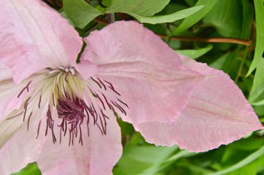 Bahçedeki güzel pembe çiçekler