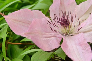 Bahçedeki güzel pembe çiçekler