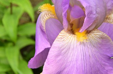 Bahçedeki güzel mor çiçekler