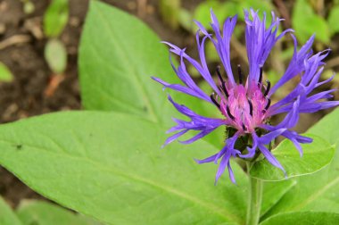 Bahçedeki güzel mor çiçekler