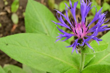 Bahçedeki güzel mor çiçekler