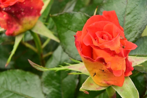 Красивий Ботанічний Знімок Природні Шпалери Троянди Саду — стокове фото