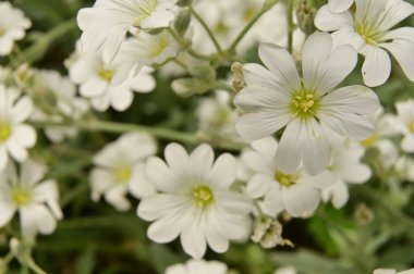 Bahçedeki güzel beyaz çiçekler