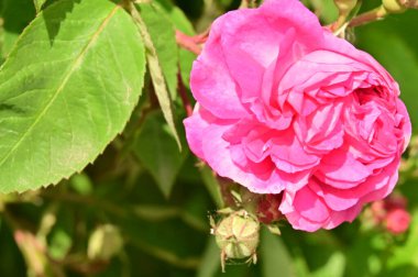 Bahçedeki güzel pembe gül çiçekleri