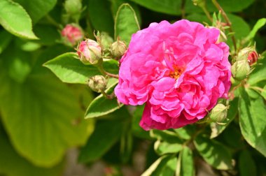 Bahçedeki güzel pembe gül çiçekleri